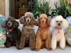 10 giống chó Poodle lai phổ biến nhất 